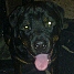 ������������ WMmail.ru #1032978 rottweileR
